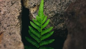 Preview wallpaper fern, plant, stones, macro