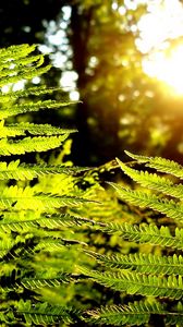 Preview wallpaper fern, plant, wood, sun