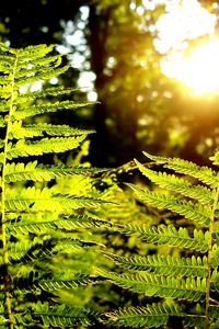 Preview wallpaper fern, plant, wood, sun