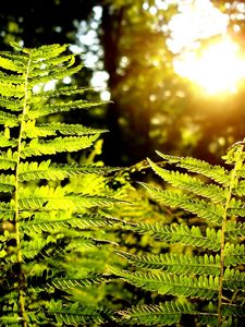 Preview wallpaper fern, plant, wood, sun