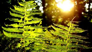 Preview wallpaper fern, plant, wood, sun