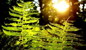 Preview wallpaper fern, plant, wood, sun