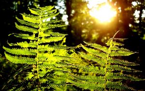 Preview wallpaper fern, plant, wood, sun