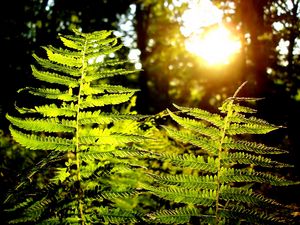 Preview wallpaper fern, plant, wood, sun