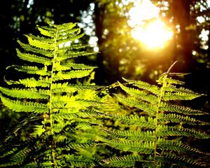 Preview wallpaper fern, plant, wood, sun