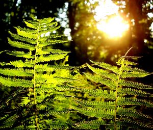 Preview wallpaper fern, plant, wood, sun