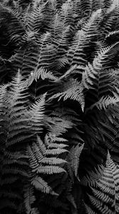 Preview wallpaper fern, plants, black and white