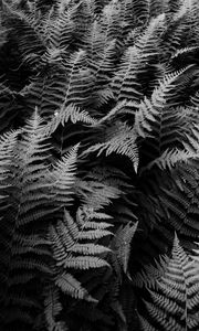 Preview wallpaper fern, plants, black and white