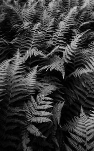 Preview wallpaper fern, plants, black and white