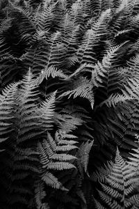 Preview wallpaper fern, plants, black and white