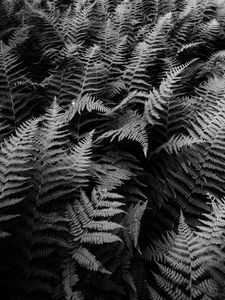 Preview wallpaper fern, plants, black and white