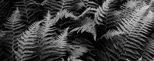 Preview wallpaper fern, plants, black and white