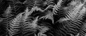 Preview wallpaper fern, plants, black and white