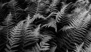 Preview wallpaper fern, plants, black and white