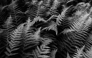 Preview wallpaper fern, plants, black and white