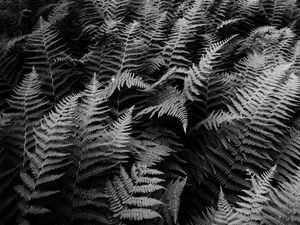 Preview wallpaper fern, plants, black and white