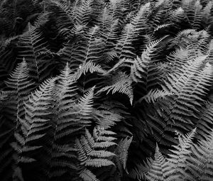 Preview wallpaper fern, plants, black and white