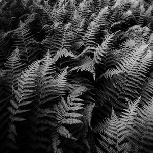 Preview wallpaper fern, plants, black and white
