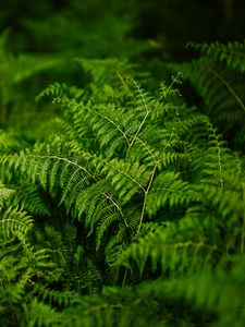Preview wallpaper fern, plants, green