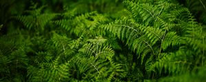 Preview wallpaper fern, plants, green