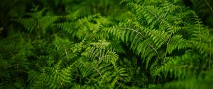 Preview wallpaper fern, plants, green