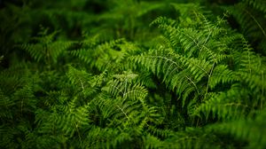 Preview wallpaper fern, plants, green