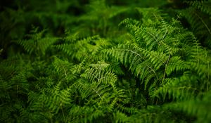 Preview wallpaper fern, plants, green