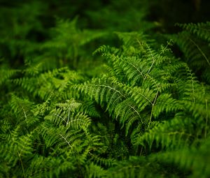 Preview wallpaper fern, plants, green