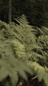 Preview wallpaper fern, plants, green, forest, nature