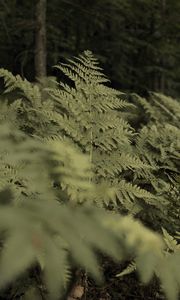 Preview wallpaper fern, plants, green, forest, nature