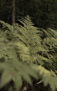 Preview wallpaper fern, plants, green, forest, nature