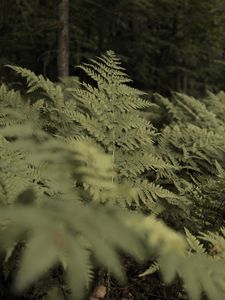 Preview wallpaper fern, plants, green, forest, nature