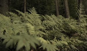 Preview wallpaper fern, plants, green, forest, nature