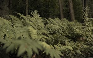 Preview wallpaper fern, plants, green, forest, nature