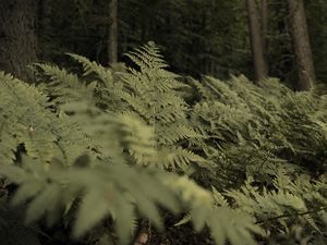 Preview wallpaper fern, plants, green, forest, nature