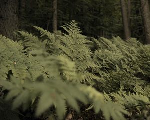 Preview wallpaper fern, plants, green, forest, nature