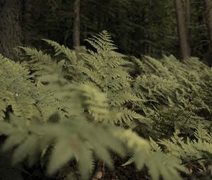 Preview wallpaper fern, plants, green, forest, nature