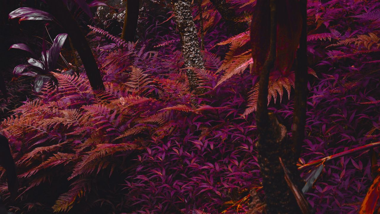 Wallpaper fern, plants, jungle, tropical, thick, purple