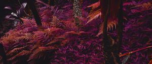 Preview wallpaper fern, plants, jungle, tropical, thick, purple