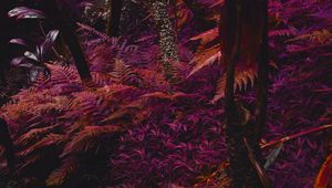 Preview wallpaper fern, plants, jungle, tropical, thick, purple