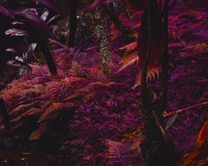Preview wallpaper fern, plants, jungle, tropical, thick, purple