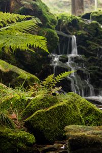 Preview wallpaper fern, rocks, moss, waterfall, water