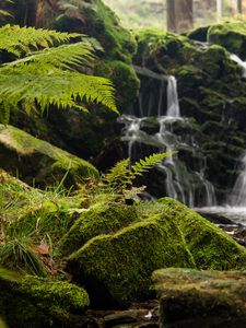 Preview wallpaper fern, rocks, moss, waterfall, water