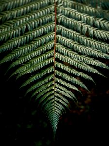 Preview wallpaper fern, sheet, carved, green, branch