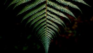 Preview wallpaper fern, sheet, carved, green, branch