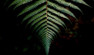 Preview wallpaper fern, sheet, carved, green, branch