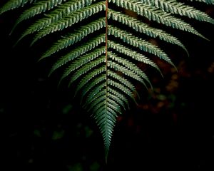 Preview wallpaper fern, sheet, carved, green, branch