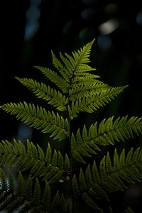 Preview wallpaper fern, sheet, plant, carved, macro, blur