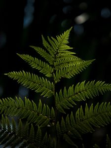 Preview wallpaper fern, sheet, plant, carved, macro, blur