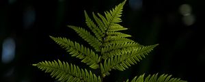 Preview wallpaper fern, sheet, plant, carved, macro, blur